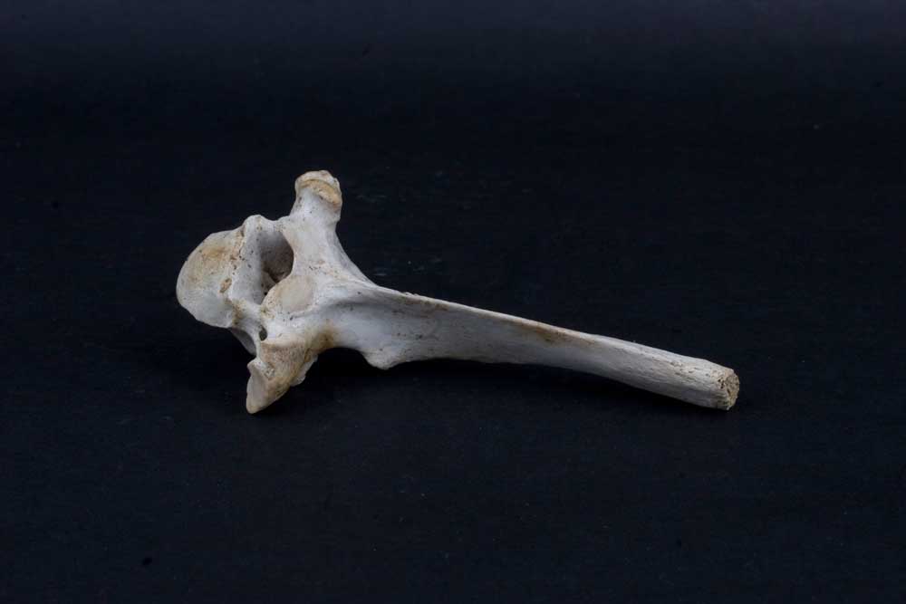 Vertebra di ?